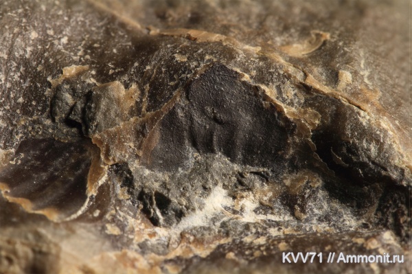 Calliphylloceras