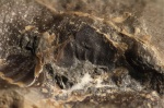 Возможно ринхаптих в жилой камере Calliphylloceras