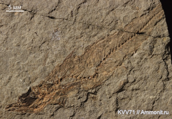 неоген, рыбы, р. Пшеха, Gadidae, fish, Palimphemus
