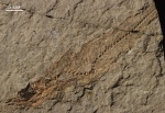 Palimphemus sp. Palimphemus sp.