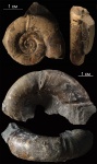 Nannolytoceras Buckman, 1905