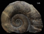 Dinolytoceras zhivagoi Besnosov