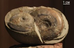 Dorsetensia