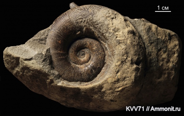 Lytoceras
