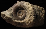 Lytoceras, байос Lytoceras, байос