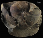 Calliphylloceras aff. disputabile (Zittel). Calliphylloceras aff. disputabile (Zittel).