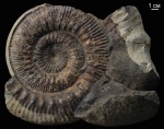 Stephanoceras Stephanoceras