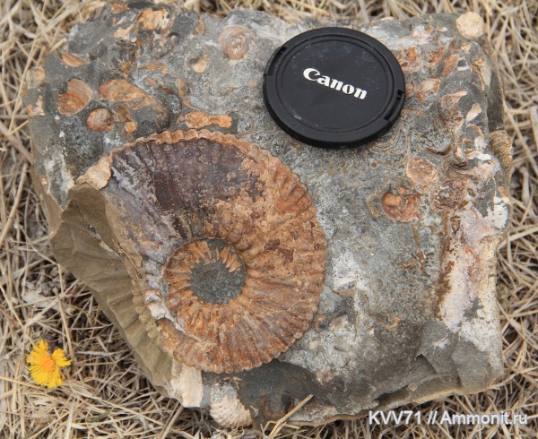 Acanthohoplites