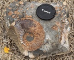 Acanthohoplites братьев Омаровых Acanthohoplites братьев Омаровых