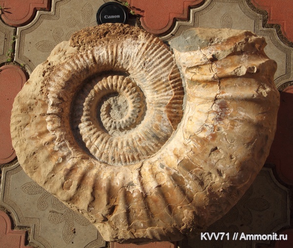 Ammonitoceras