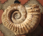 Ammonitoceras Ammonitoceras