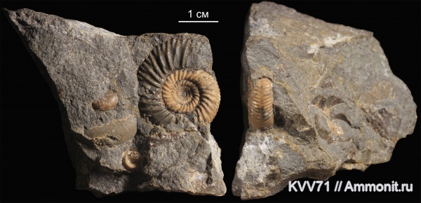 Parkinsonia