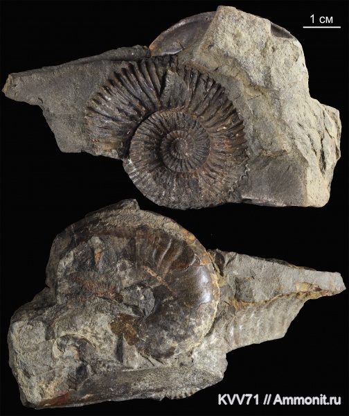 Stephanoceratidae, Normannites, Dorsetensia, Itinsaites, Sonniniidae