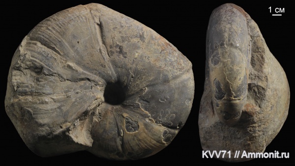 Holcophylloceras, Holcophylloceras zignodianum, Phylloceratidae