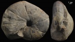 Holcophylloceras zignodianum (d’Orbigny)