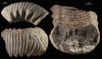 Kumatostephanus