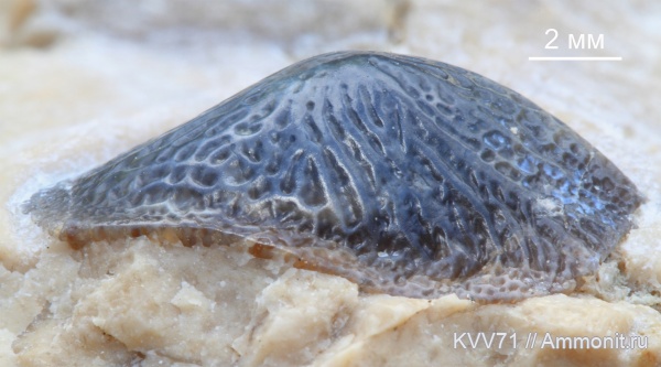 рыбы, титон, Pycnodontiformes, Asteracanthus