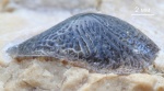 Asteracanthus