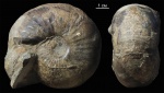 Chondroceras sp