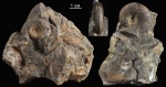 Hyperlioceras