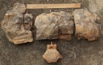 Фрагмент кита Cetotherium