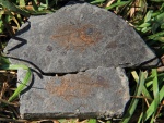 Priacanthus spinosus Priacanthus spinosus