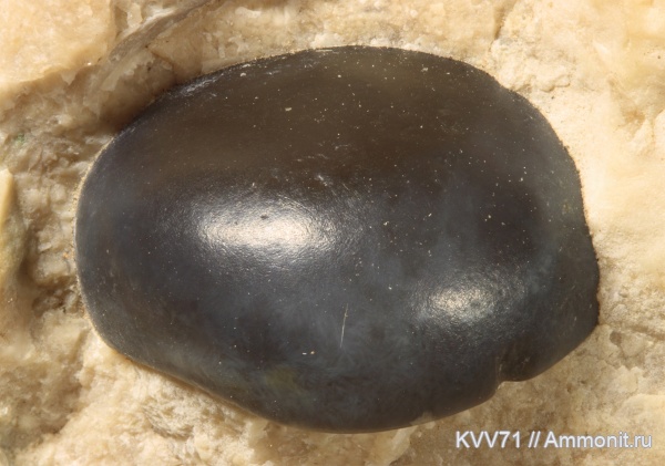 рыбы, титон, Pycnodontiformes