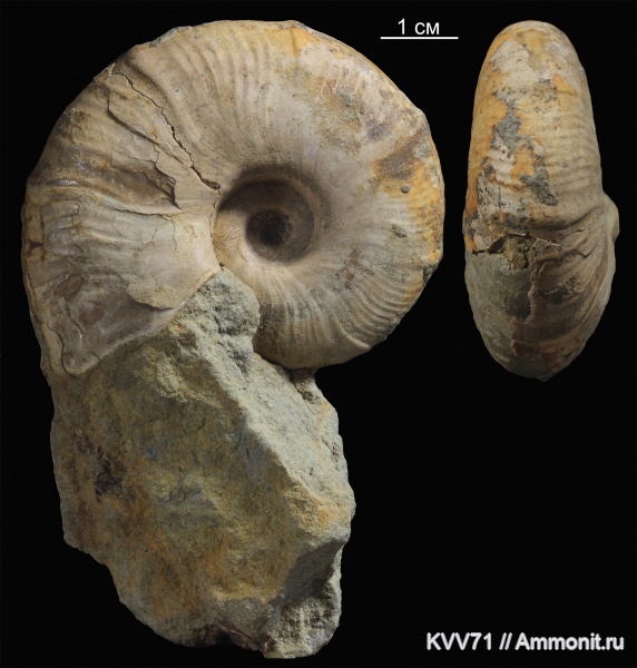 Zuercherella, Desmoceratidae, Zuercherella zuercheri