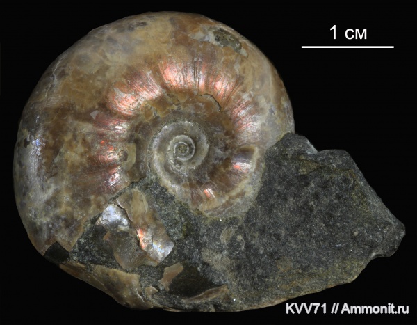 Desmoceras