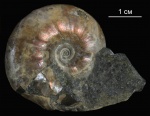 Desmoceras
