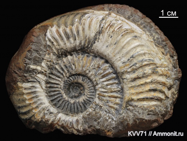 тоар, Grammoceras