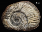 Grammoceras ex gr. thouarsense