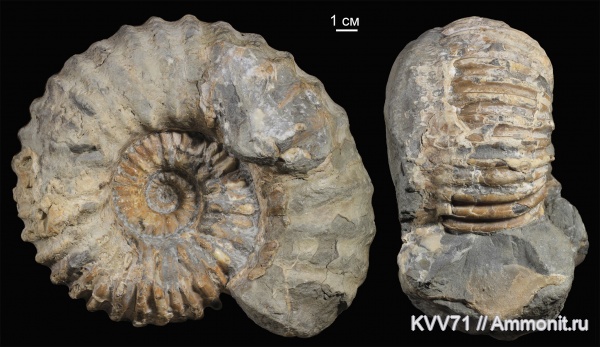 Cheloniceras