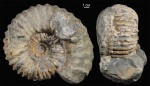 Cheloniceras Cheloniceras