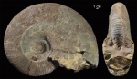 Parahoplites Parahoplites