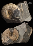 Acanthohoplites Acanthohoplites