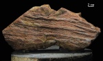 Ulodendron Ulodendron
