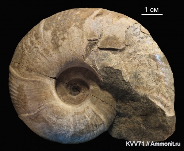 Zuercherella, Desmoceratidae, Zuercherella zuercheri