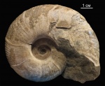 Zuercherella