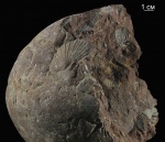 Monotis caucasica