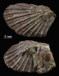 Monotis caucasica