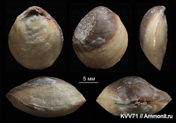 Lobothyris