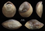 Lobothyris