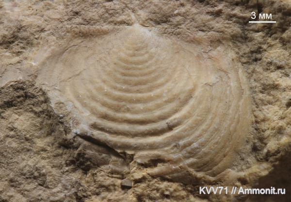 Echinoconchus
