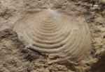 Echinoconchus?