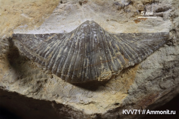 Brachythyrina