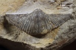 Brachythyrina strangwaysi