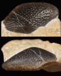 Второй Asteracanthus