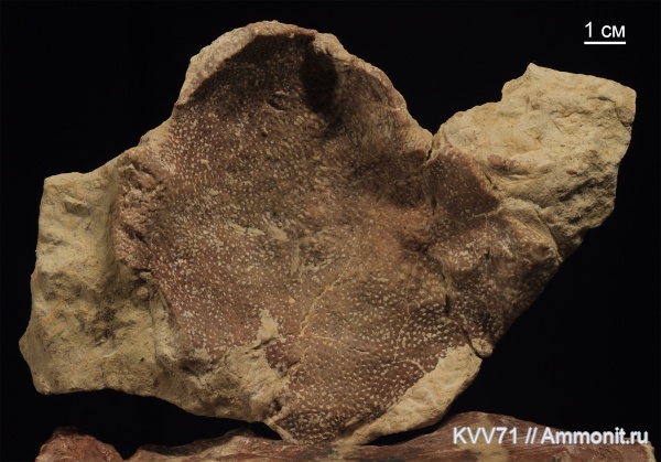 Alveolites