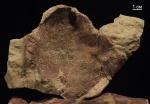 Alveolites